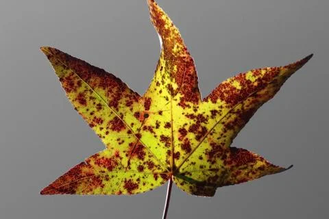 The Leaf Stock-Fotos