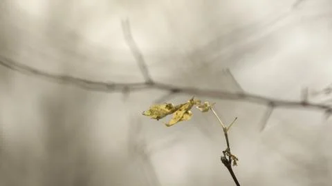 Leaf Stock Photos