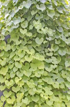 Leaf Stock Photos