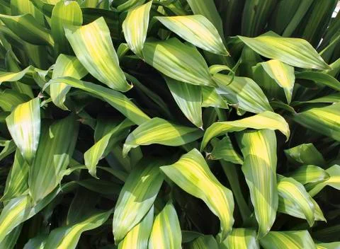 Leaf Stock Photos