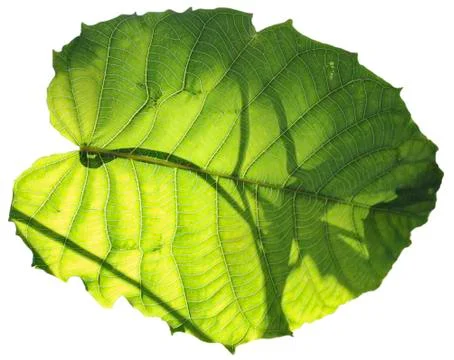Leaf Stock Photos