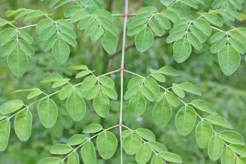 Leaf Stock Photos