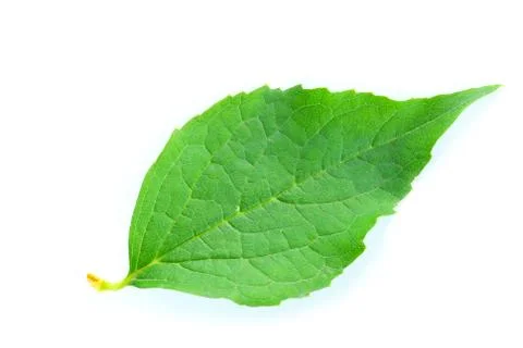 Leaf Foto stock