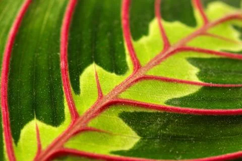Leaf Stock Photos