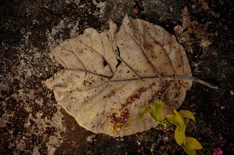 Leaf Stock Photos