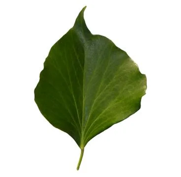 Leaf Stock Photos
