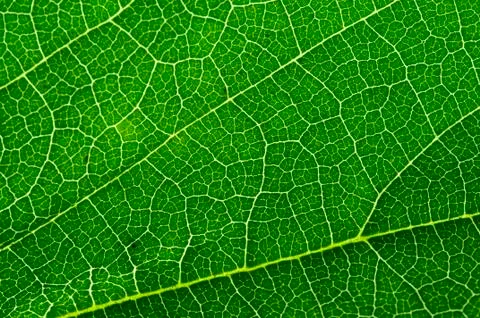 Leaf Stock Photos