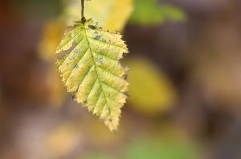 Leaf Foto stock