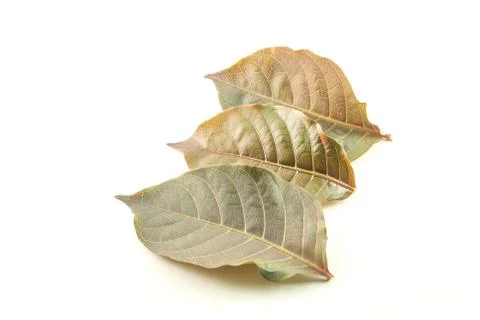 Leaf Stock Photos
