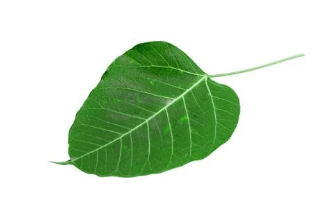 Leaf Stock Photos