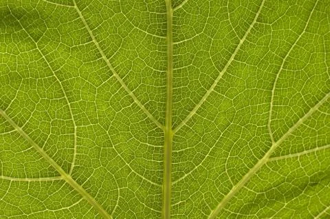 Leaf Stock Photos