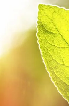 Leaf Stock Photos