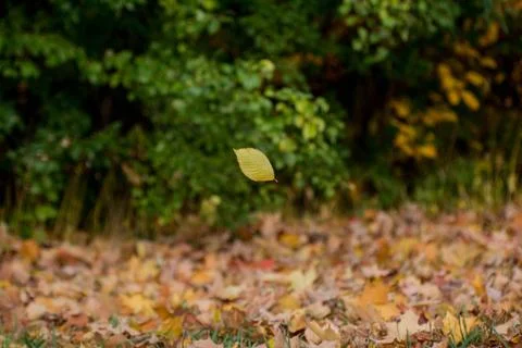 Leaf Stock Photos