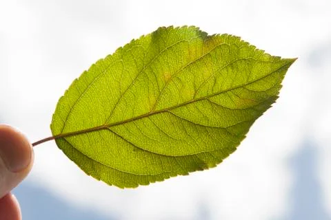 Leaf Stock Photos