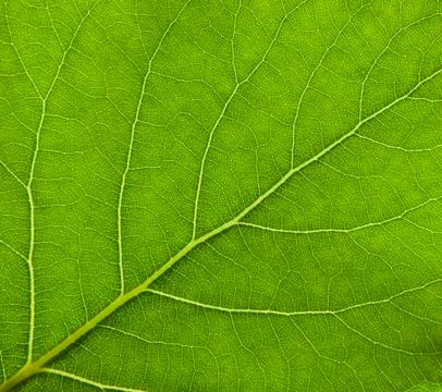 Leaf Stock Photos