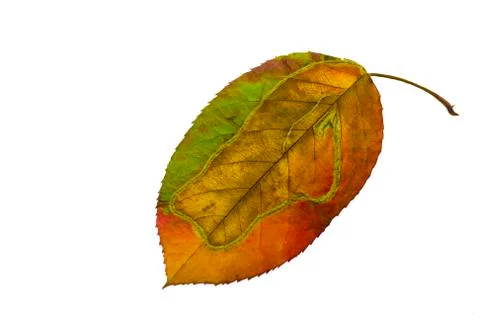 Leaf Stock Photos
