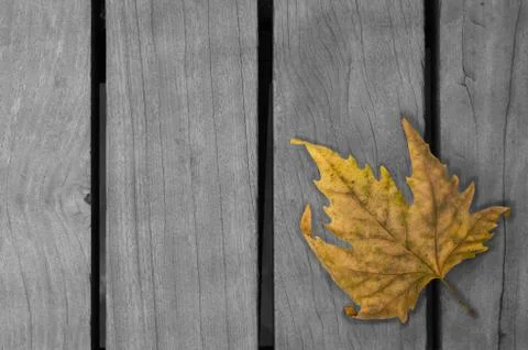 Leaf Foto stock