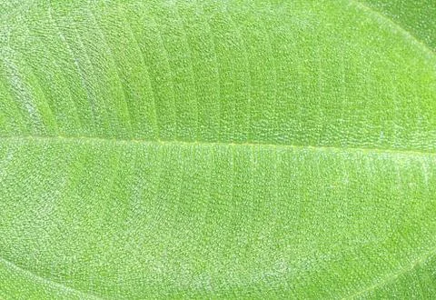 Leaf Stock Photos