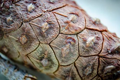 Leaf Fotos de archivo