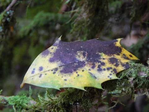 Leaf Fotos de archivo