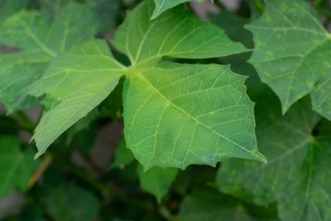 LEAF Stock Photos
