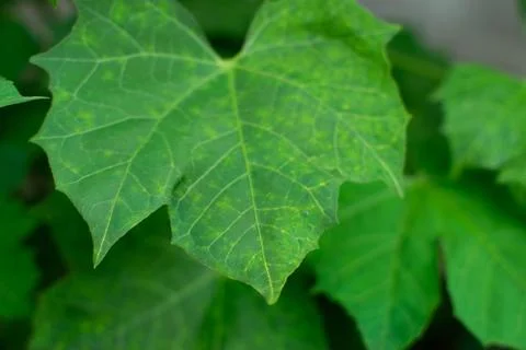LEAF Stock Photos