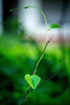 Leaf Fotos de archivo