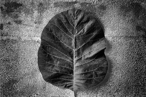 The leaf Stock Photos