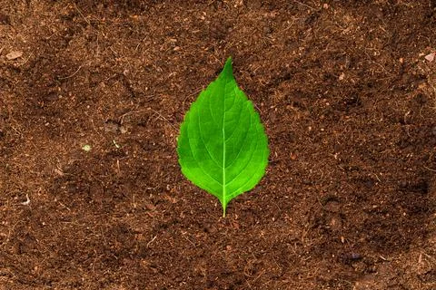 Leaf Stock Photos