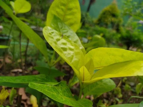 Leaf Stock Photos