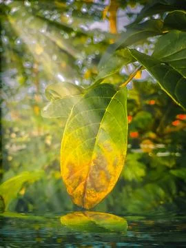 The Leaf Fotos Stock