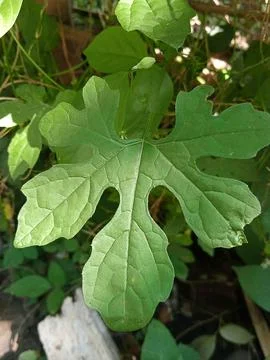 Leaf Stock Photos