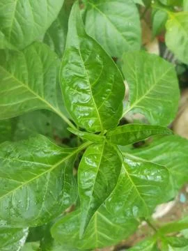 Leaf Stock Photos