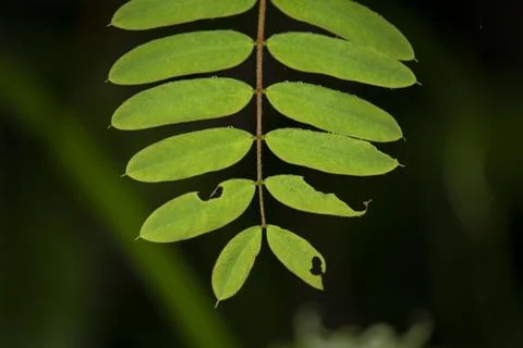 Leaf Stock Photos