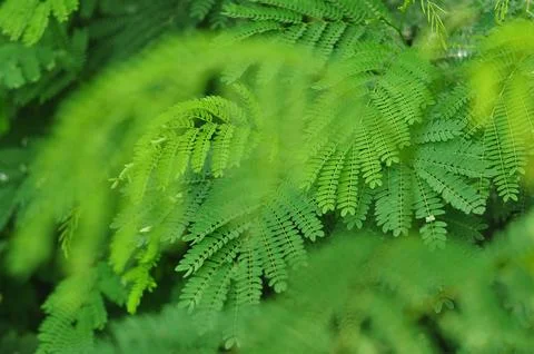 The leaf Stock-Fotos