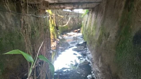 The leaf Stock Photos