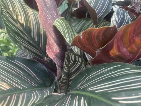 The leaf Stock Photos