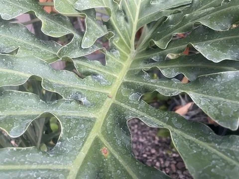 The leaf Stock Photos