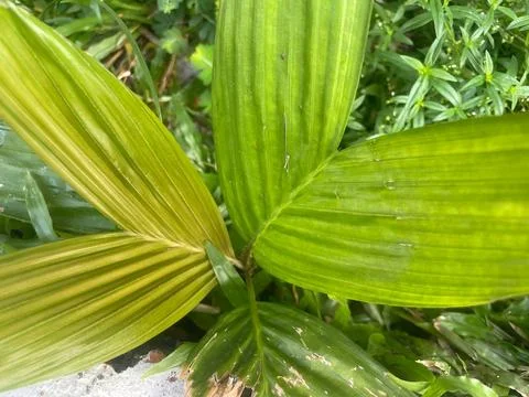 The leaf Stock Photos