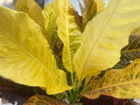 The leaf Stock Photos