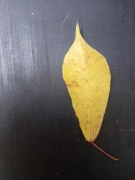 Leaf Fotos de archivo