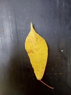 Leaf Fotos de archivo