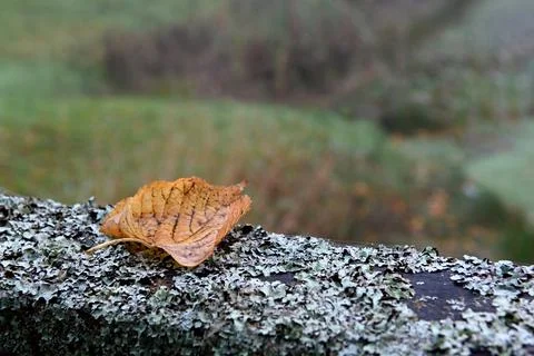 Leaf Photos