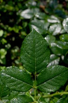 Leaf Foto stock
