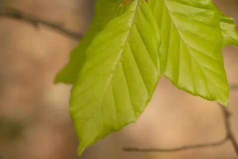Leaf Stock Photos