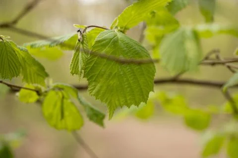 Leaf Stock Photos