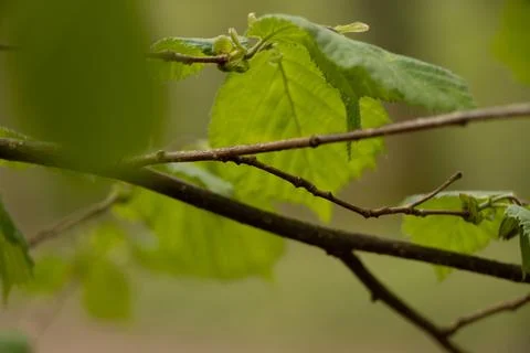 Leaf Stock Photos