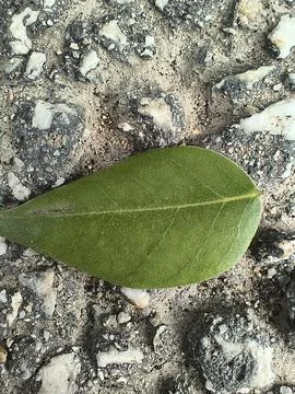 Leaf Stock Photos