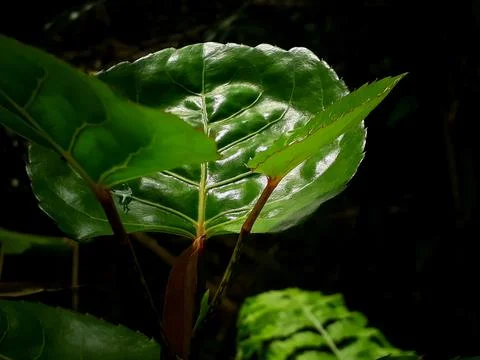 Leaf photo Foto stock