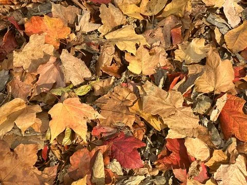 Leaf Pile Closeup Stock Photos